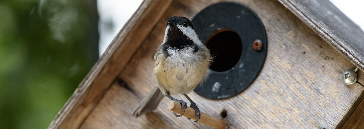 image of a chickadee and its home, image pointing to web design and hosting services